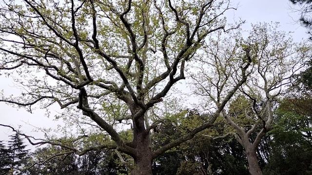 Валерий Полунин