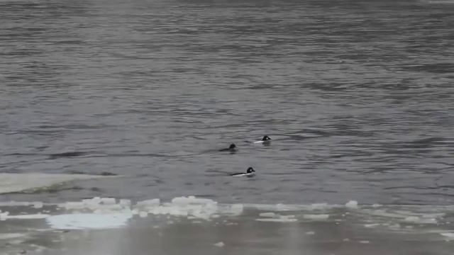 Common Goldeneye With One Barrows Goldeneye (f) In Ontario.