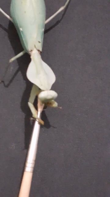 Sweet Tooth Mantis In A Mood