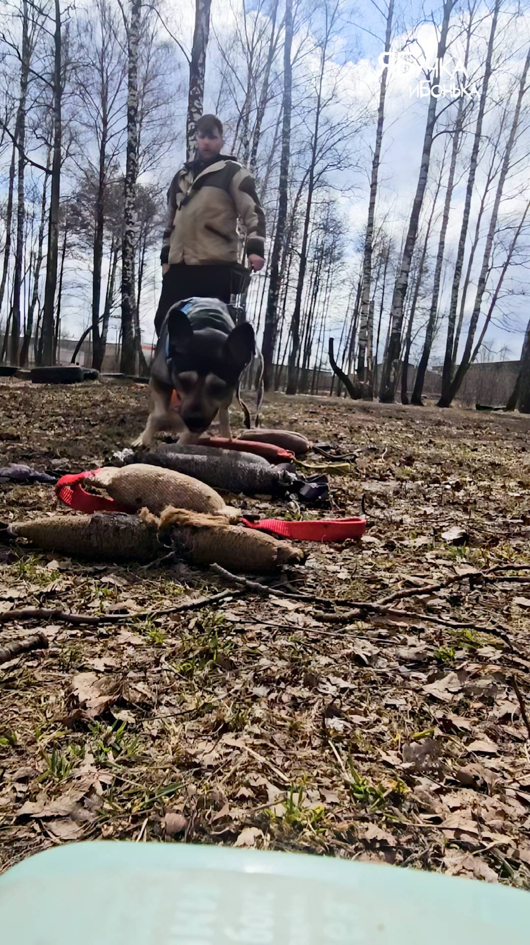 Внимание работает Бучка! Все четко без суеты и сомнений! Поиск предмета с собственным запахом!