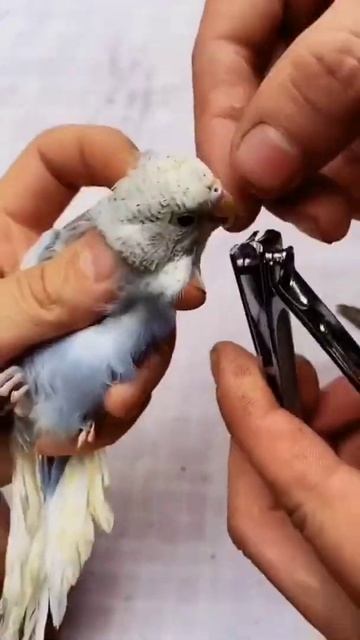 Parrot Beak Trimming 😱 #shorts #viral
