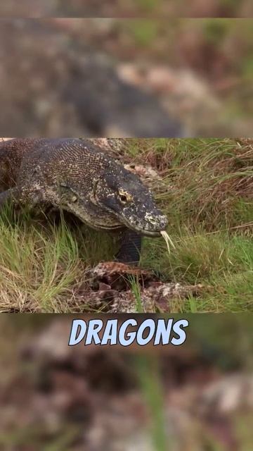 Know More About Komodo Dragons