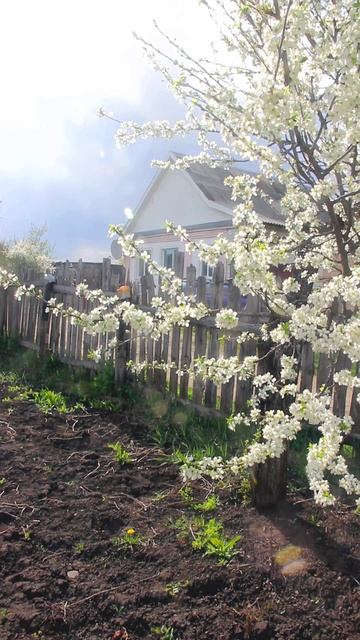 Слива цветет.