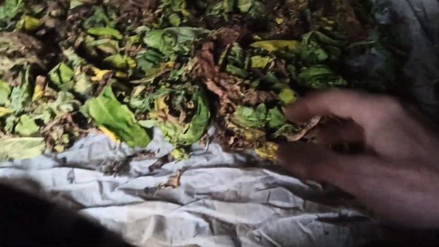 Чердак 2. Сушка лигеросов. 28.11.2021