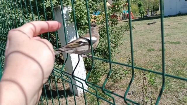 Ширяево. Винный ключ.