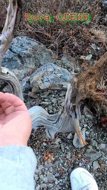Увидел рога оленя на скале и полез за ними #рога #природа