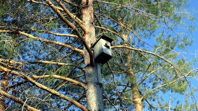 Скворцы на набережной в Звенигово