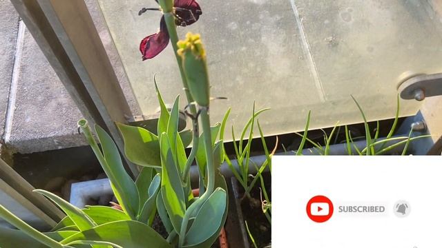 Tulip Care After Flowing | What To Do After Tulip Flowing