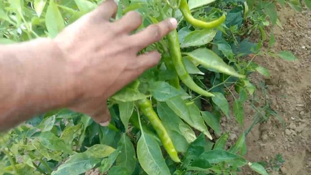 मिर्च में फूल को गिरने से कैसे रोके । Chilli Flowering Dropping Off ।। मिर्च मे फल फूल