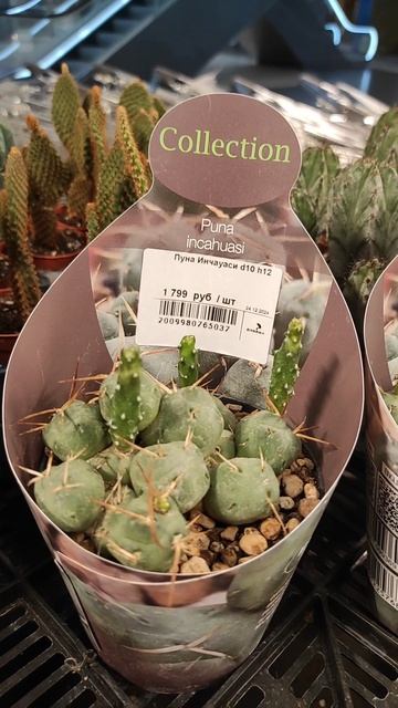 Кактус Puna Inchahuasi