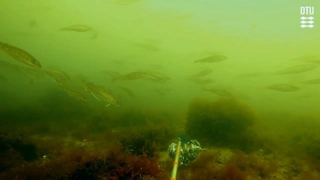 Cod And Whiting Assembly