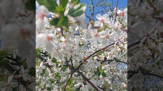 неоднократно пчелы на вишнёвое решил смыть водой сольный запах