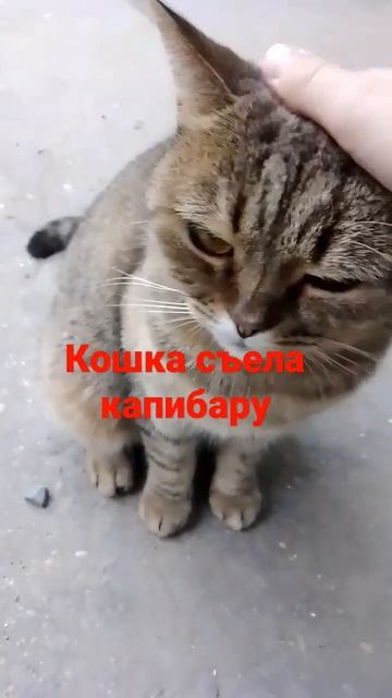 ха-ха-ха капибара