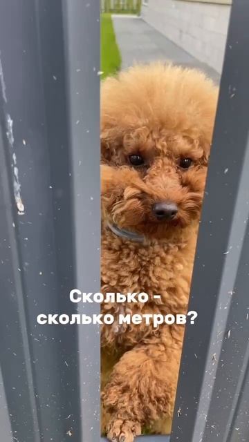 5 метров для хомяка!