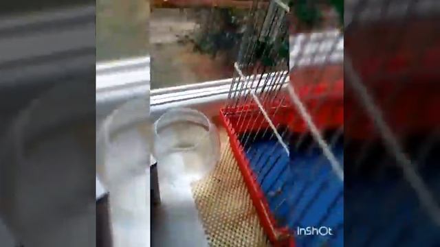 Румтур по клетки попугая ;)