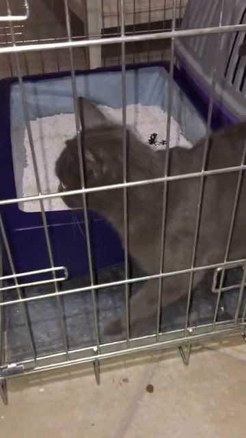 Lola A Casa Post Sterilizzazione 16/04/2016