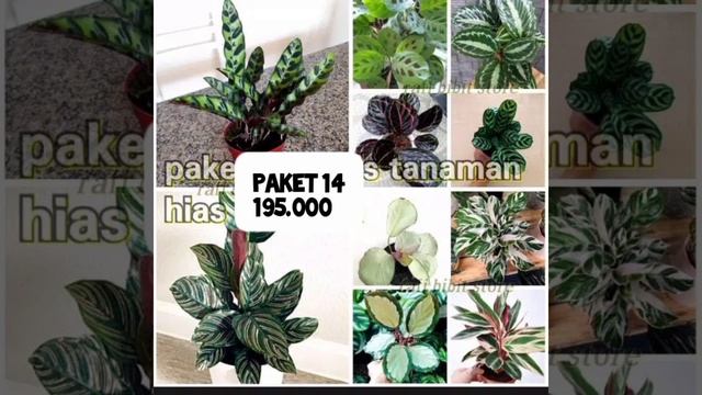 Update Harga Chalatea Desember 2020 || Tanaman Hias Chalatea