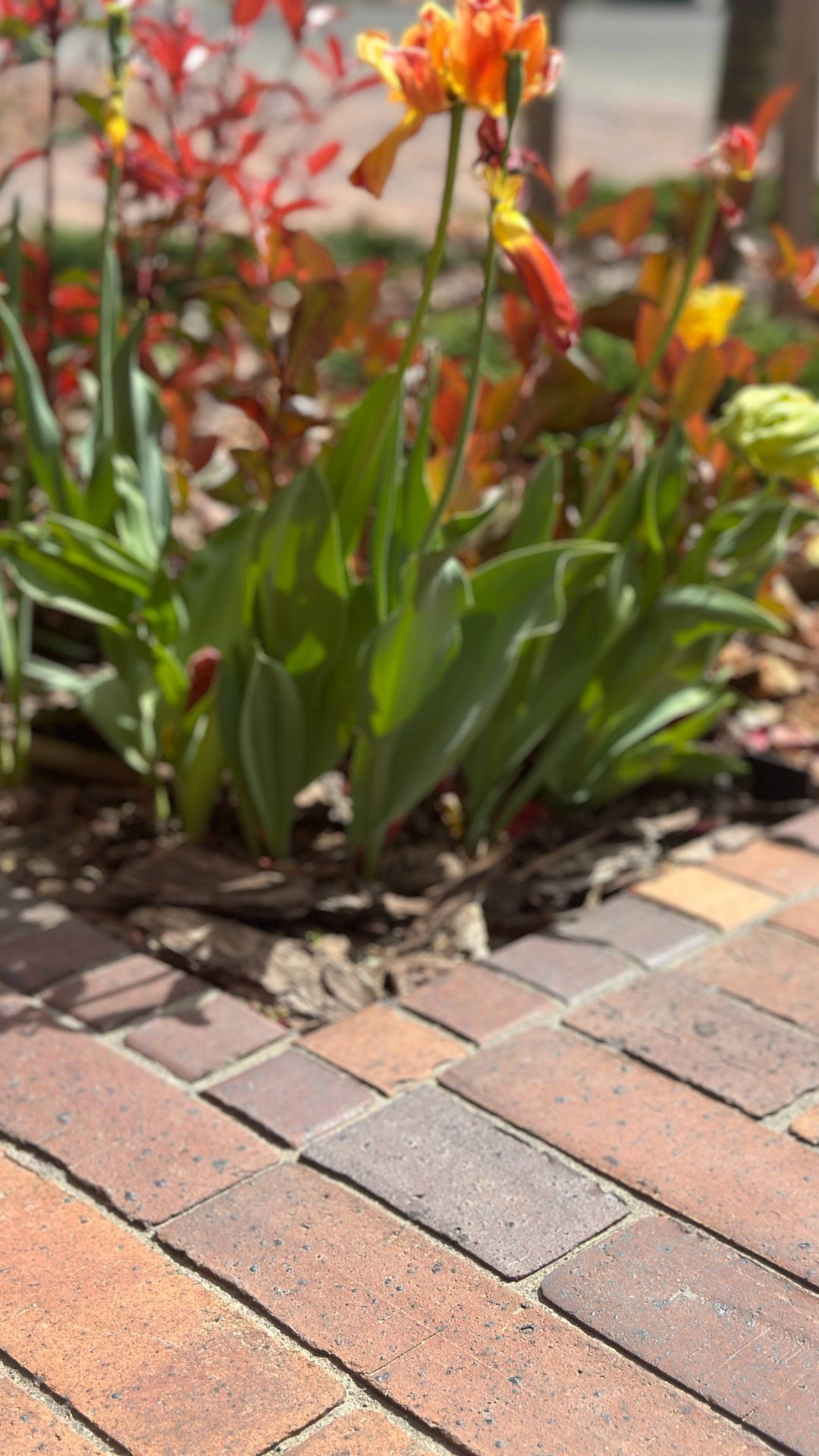 Укладка клинкерной брусчатки в частном дворе