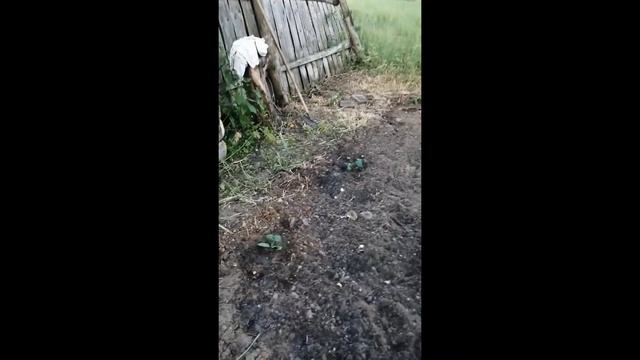 наканец то посадила кабачки