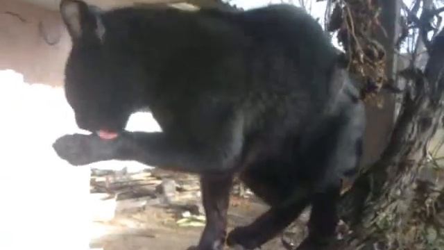 Кот Акробат / Cat Acrobat Reader