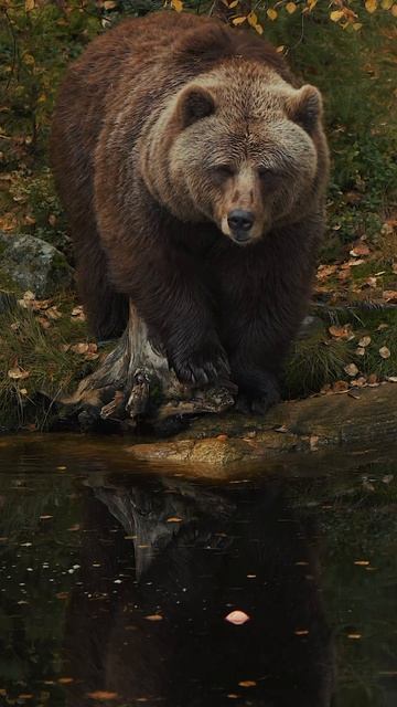 Бурый медведь