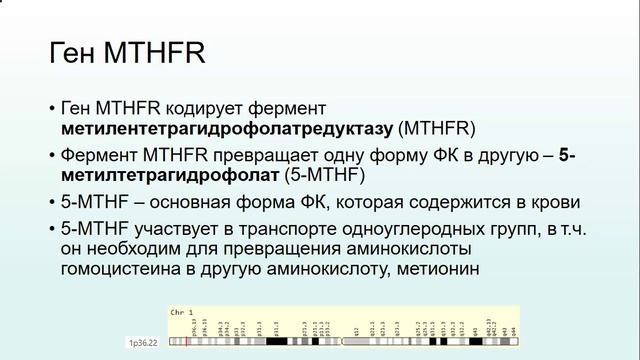 Генетика и биохимия Spina Bifida