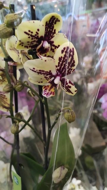 Орхидея Phalaenopsis Honey Sorbet