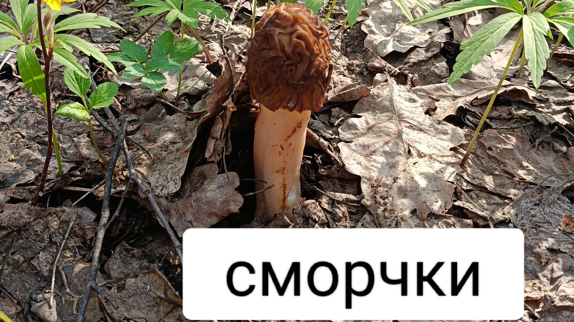 где искать сморчки