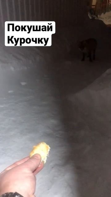 Лиса на охоте