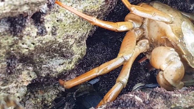 Crab From Adriatic Sea