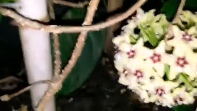 My Hoya Halconensis ♡☆