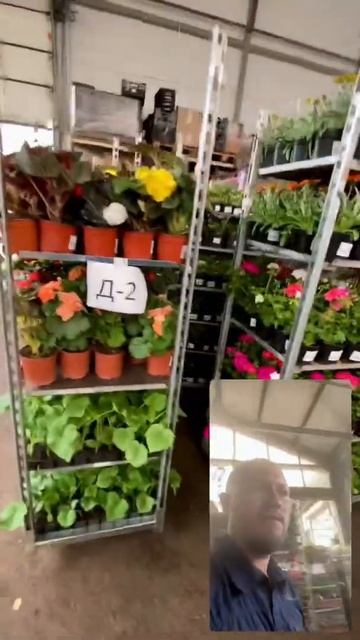 Прекрасные растения в нашем питомнике #shorts #питомник #тимирязевский #nursery #plants #розы