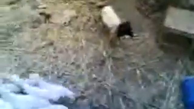 ниндзя в тени часть 2-я (Urus-Martan)