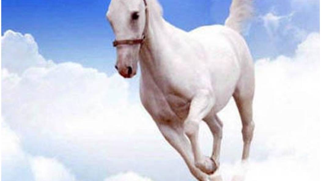 Священное животное