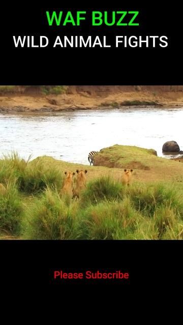 Very Lucky! Zebra Escapes From  Lions Attack #shorts