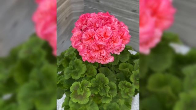 Bb4837655b0dfde9c6d666a462ab1c4b