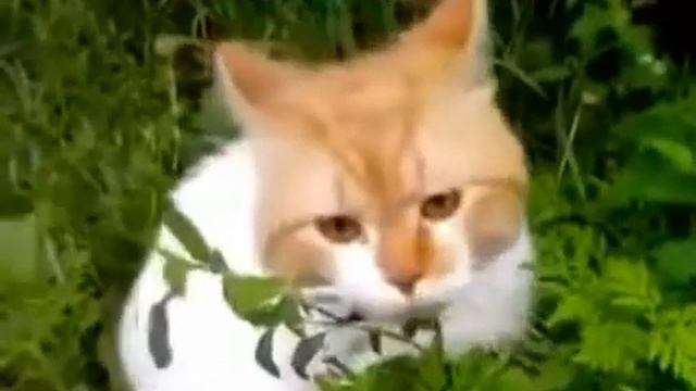 71994e781e3b4a23fd938633a1e06b1f