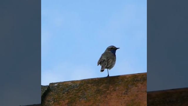Птица. Варакушка.