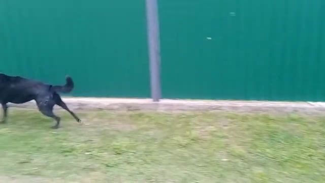 тренер моих собак