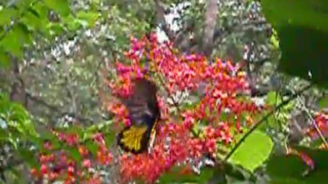 Southern Birdwing