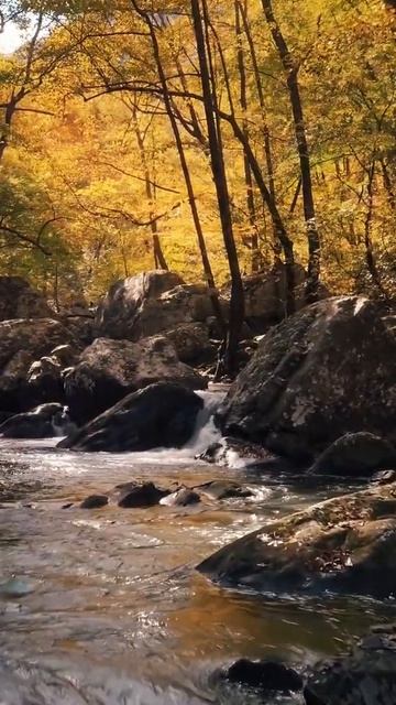 Река в лесу.