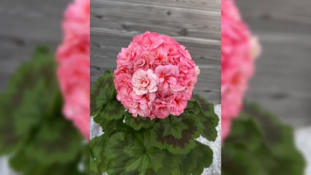 E2990dff2f8ba3c4ab42c7c3dd83cea5