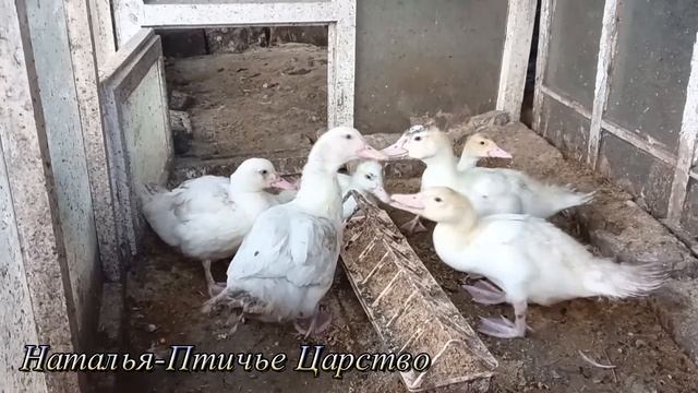 Так и выщипывают!