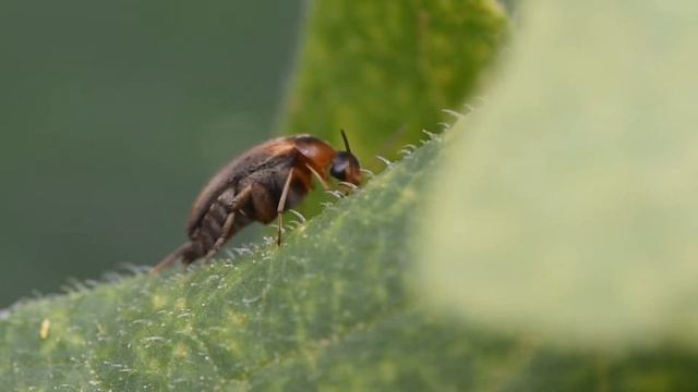 Spartelkever Mordellistena Variegata