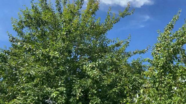 У Мыра расстройство живота /  Вырос первый огурчик у Марты