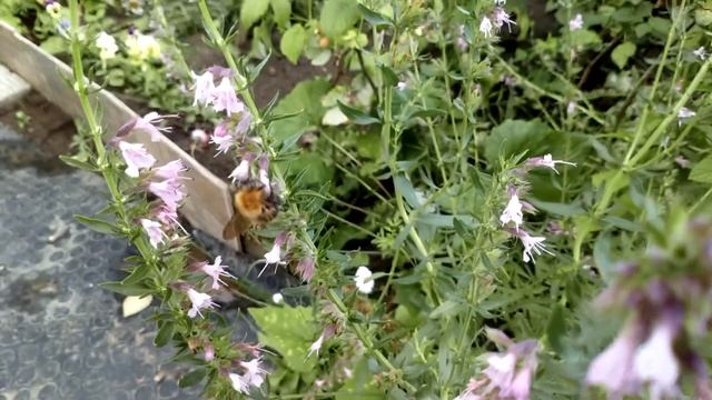 МОХНАТЫЙ ШМЕЛЬ