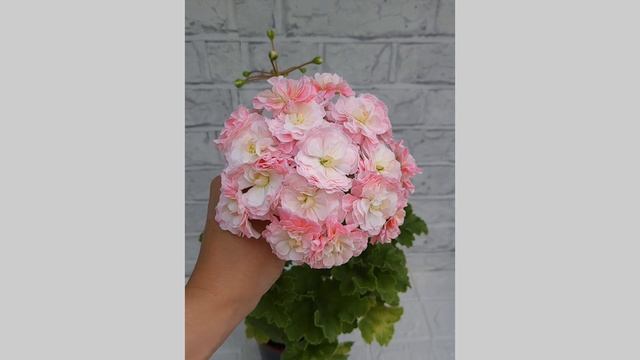 8d730f32f46b7a4aa0e840fbb5fdb3c8