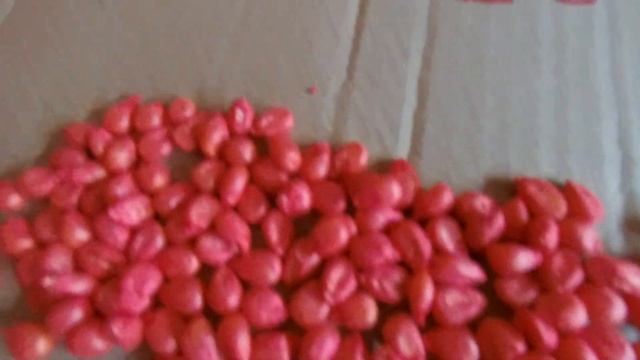 КВС огляд посівного зерна кукуруза 