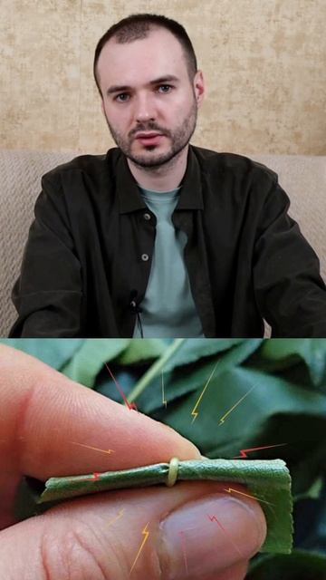 Как сушить листья малины #здоровье #малина #польза #травы #чай #травянойчай