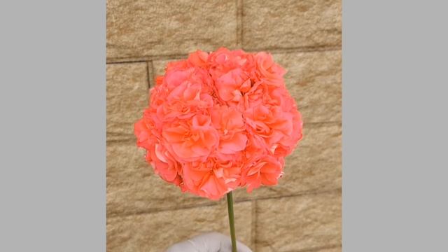 8ec05d059450c90966a05b81300beb62